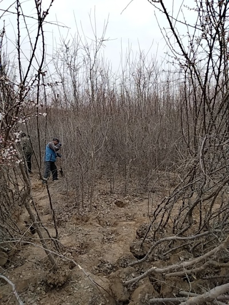 甘肃山杏，3公分到10公分。山杏大量上市，可裸根可土球，