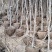甘肃山杏，3公分到10公分。山杏大量上市，可裸根可土球，