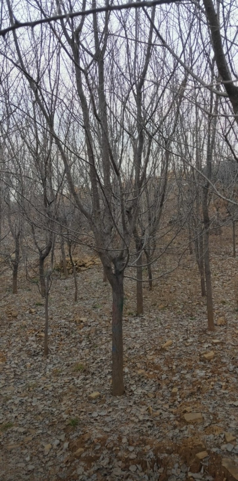 甘肃山杏，3公分到10公分。山杏大量上市，可裸根可土球，