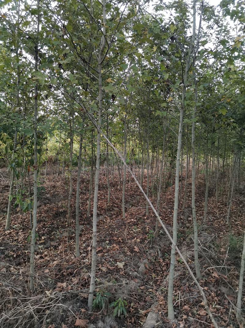 地径3公分枫香造林苗2-5公分枫香大量枫香苗批发