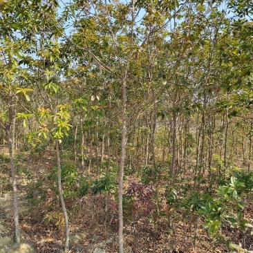 3-5公分木荷苗乡土树种造林防火工程绿化欢迎采购