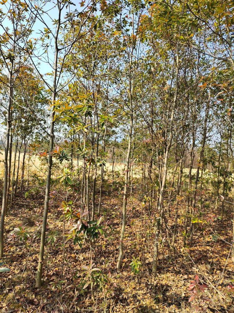 3-5公分木荷苗乡土树种造林防火工程绿化欢迎采购