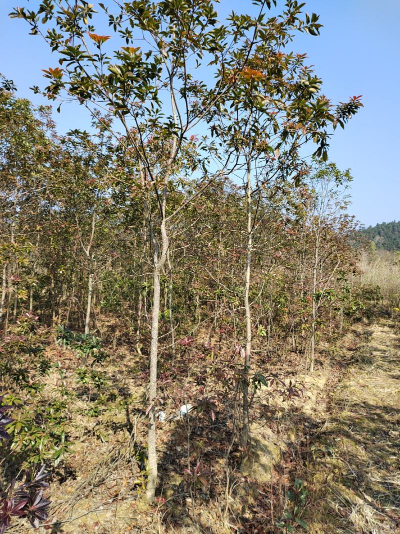 3-5公分木荷苗乡土树种造林防火工程绿化欢迎采购