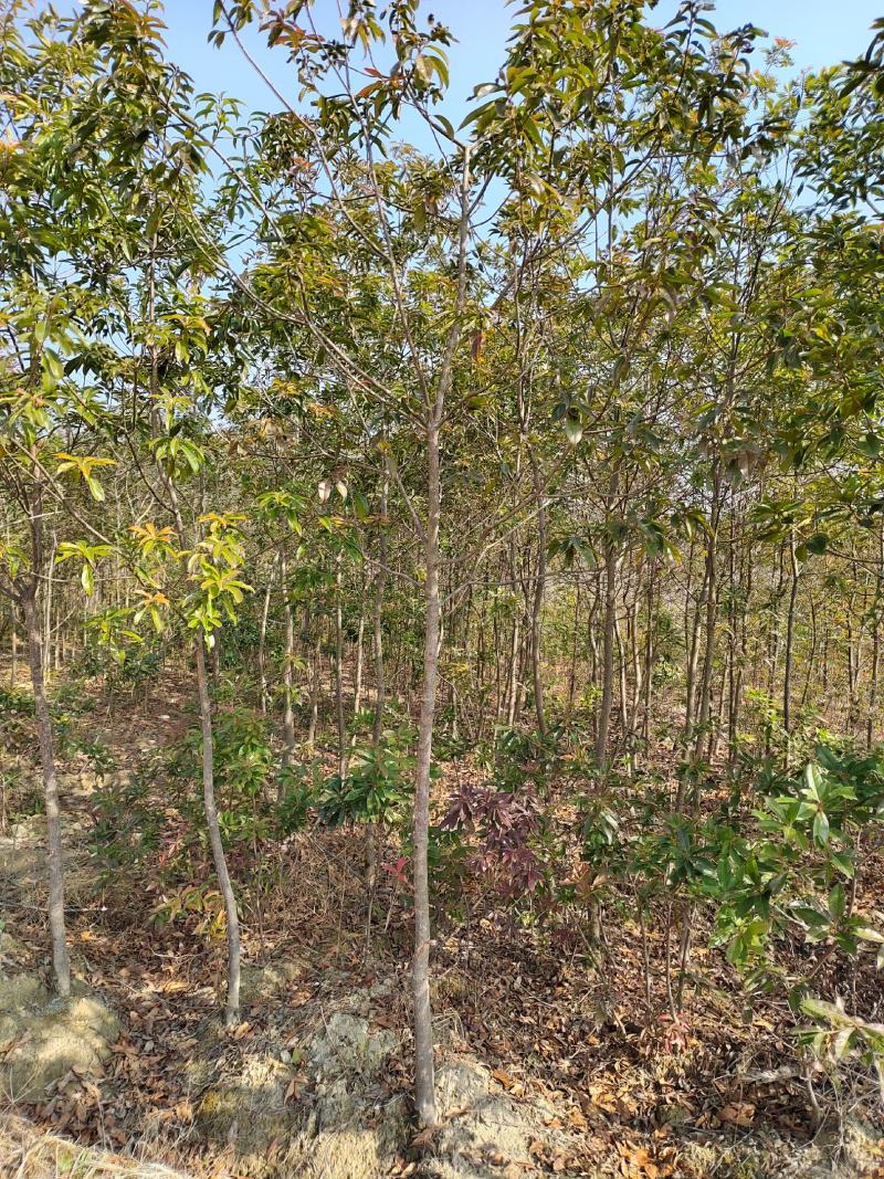 3-5公分木荷苗乡土树种造林防火工程绿化欢迎采购