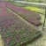 欧石竹双色杯，地被石竹成都货源小杯双色杯都有