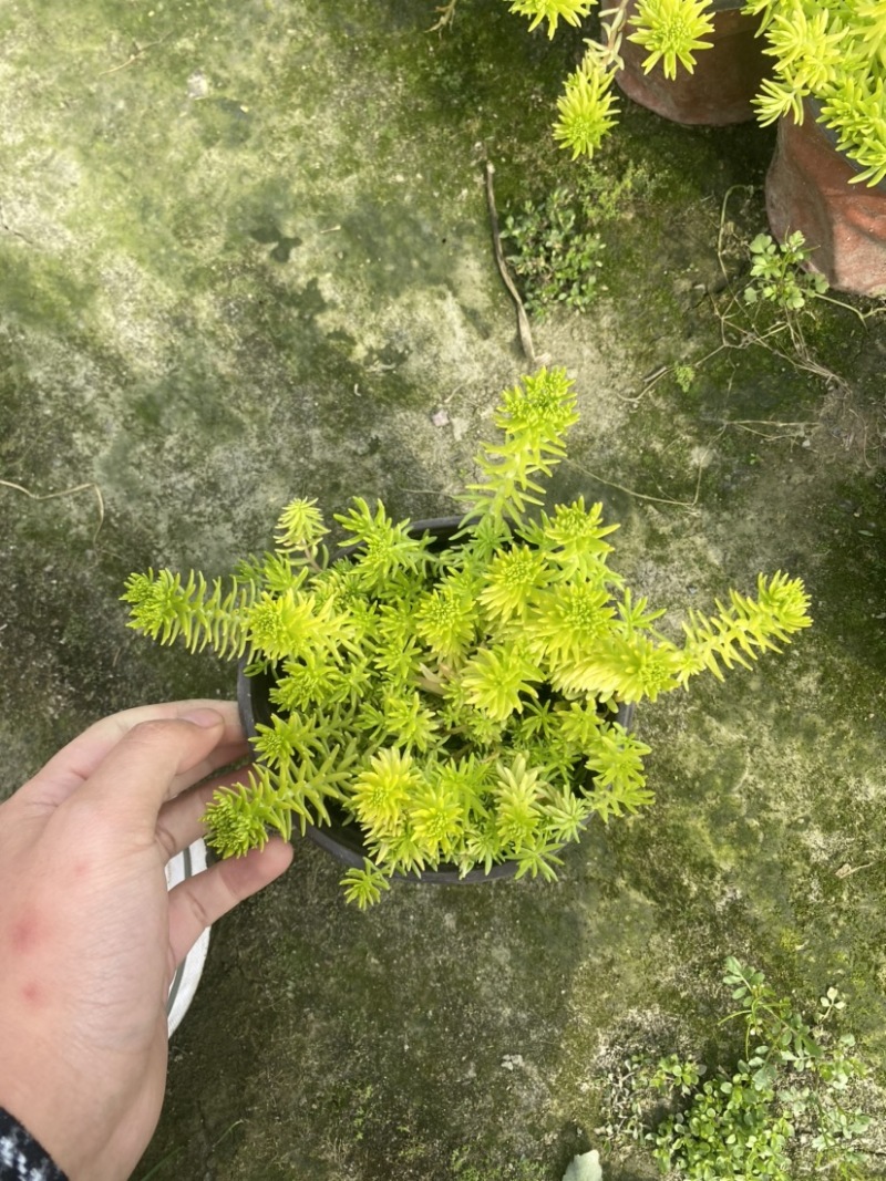 佛甲草双色杯小杯成都货源货源充足欢迎购买