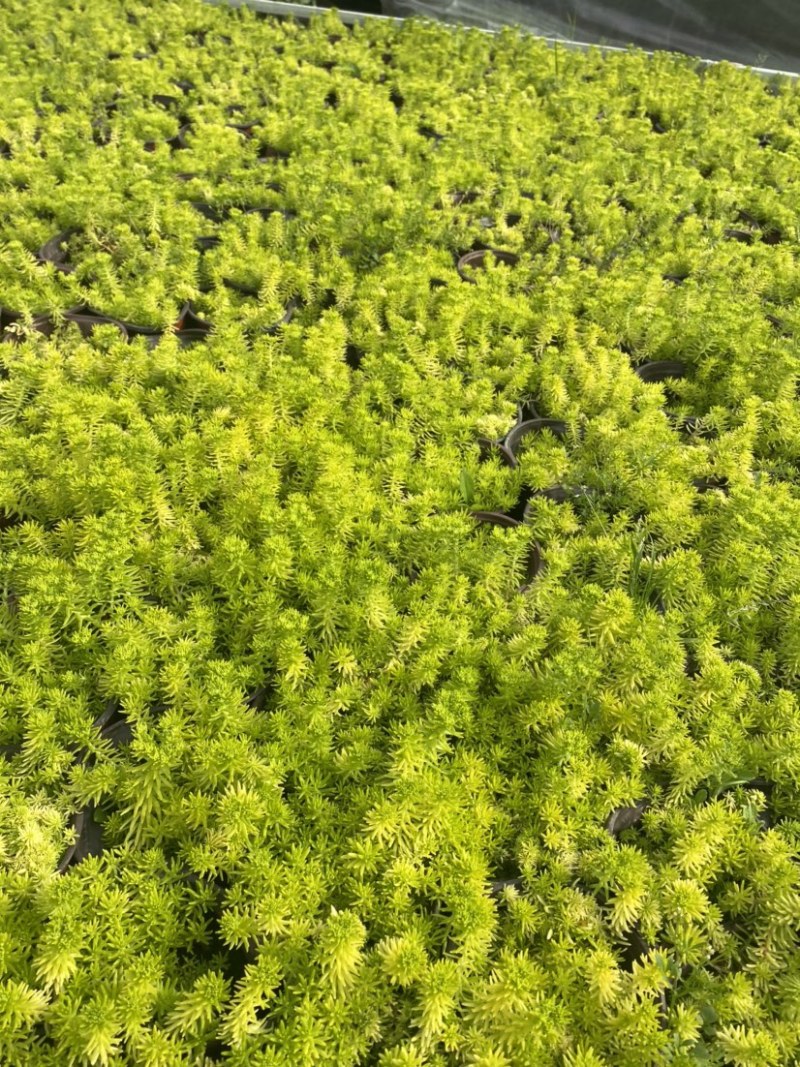 佛甲草双色杯小杯成都货源货源充足欢迎购买