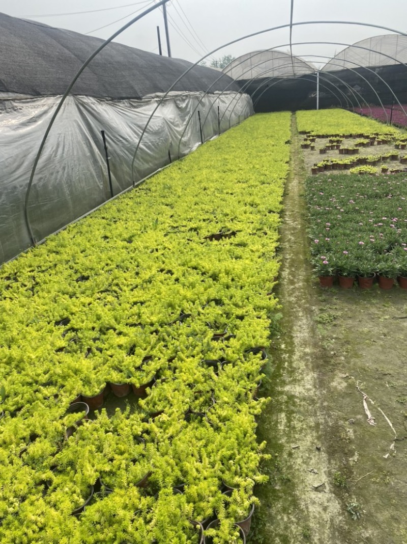 佛甲草双色杯小杯成都货源货源充足欢迎购买
