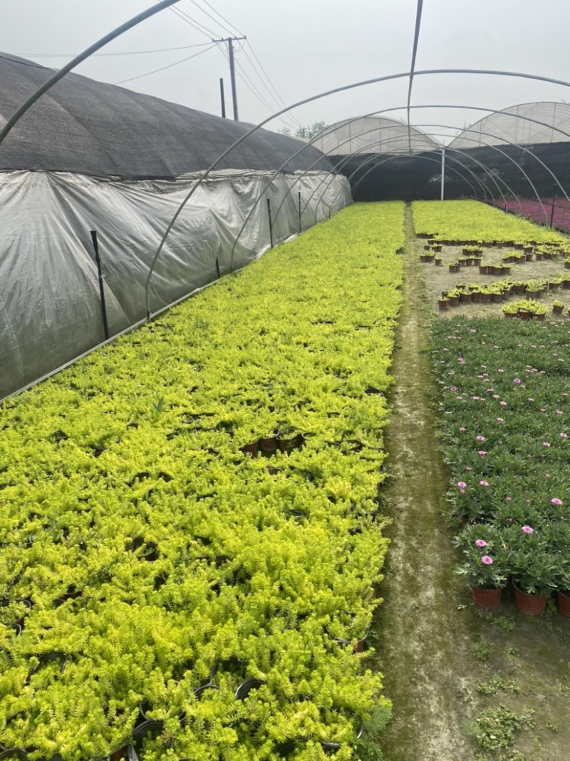佛甲草双色杯小杯成都货源货源充足欢迎购买