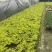 佛甲草双色杯小杯成都货源货源充足欢迎购买