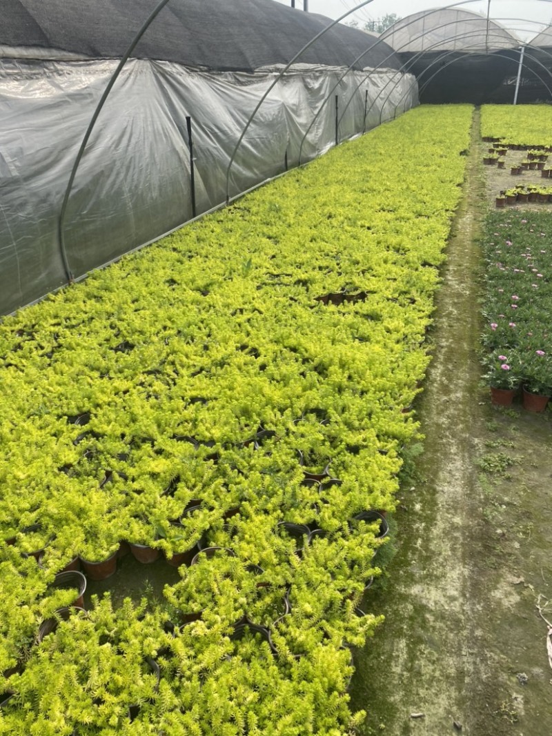 佛甲草双色杯小杯成都货源货源充足欢迎购买