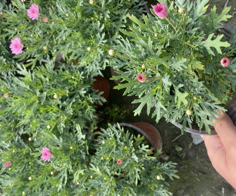 玛格丽特双色杯，各种颜色量大价优成都货源