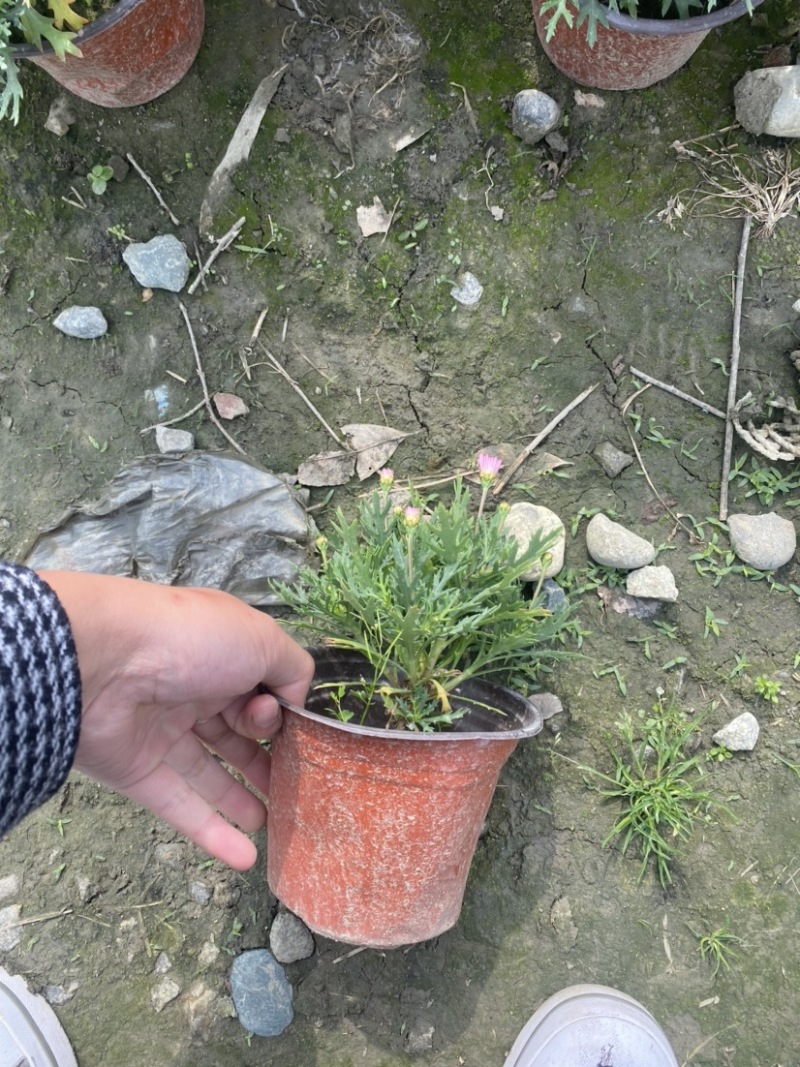 玛格丽特双色杯，各种颜色量大价优成都货源