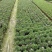 玛格丽特双色杯，各种颜色量大价优成都货源