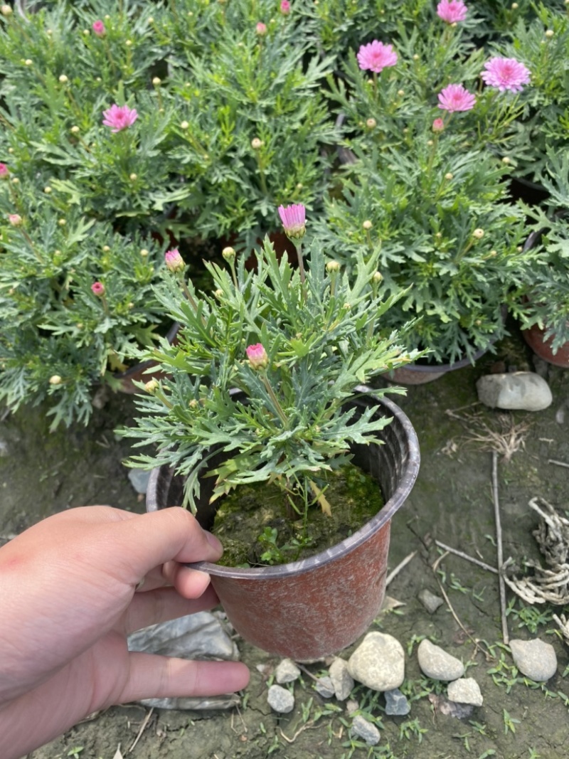 玛格丽特双色杯，各种颜色量大价优成都货源