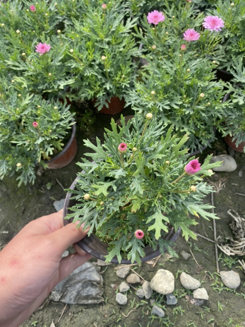 玛格丽特双色杯，各种颜色量大价优成都货源