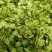 山野菜特菜榆钱现摘现发质量好价格低量大从优欢迎来电