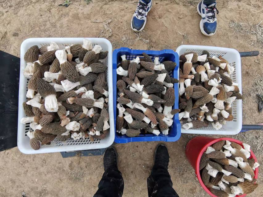 新鲜干燥的羊肚菌整齐放入透明玻璃碗中,倒入浅棕色温水正在缓慢浸泡,水面微微冒泡,背景为厨房木质台面,光线柔和自然 羊肚菌在透明玻璃碗中用温水浸泡的过程特写