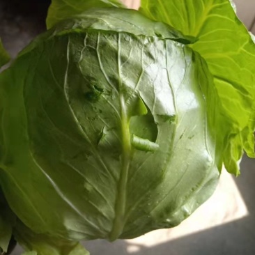 精品牛心甘蓝有货有需要的老板抓紧联系