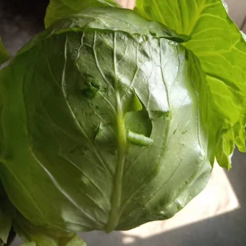 精品牛心甘蓝有货有需要的老板抓紧联系