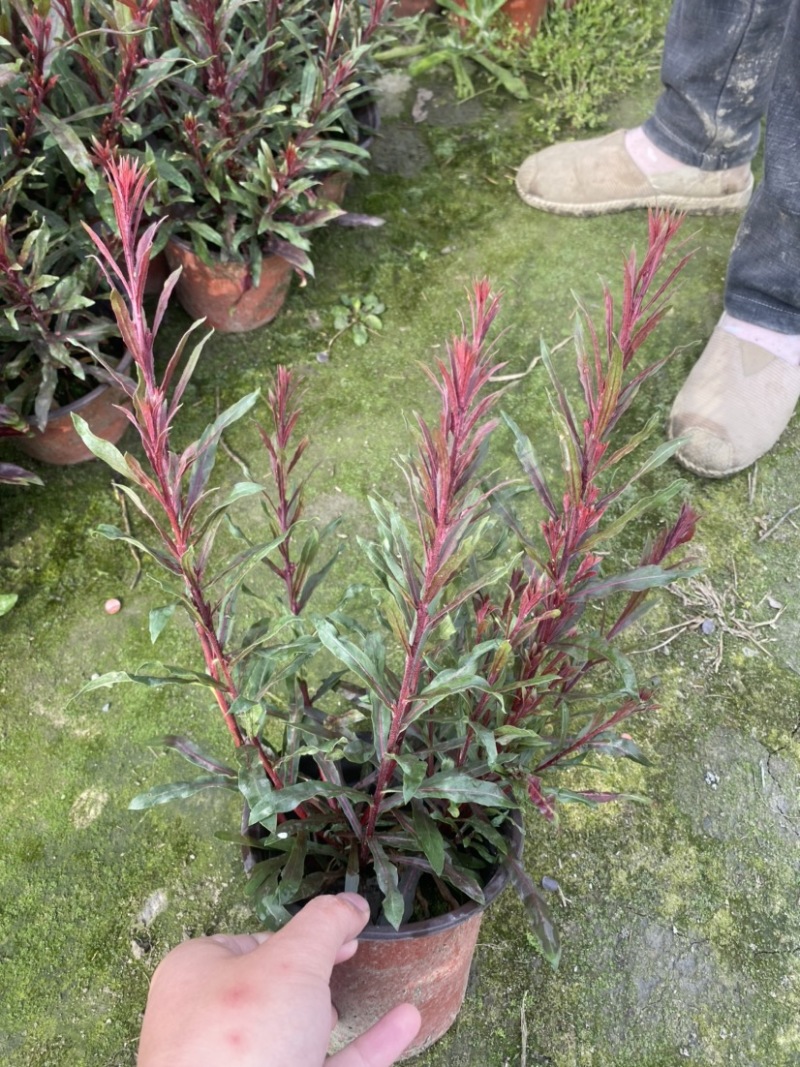 千鸟花双色杯，山桃草双色杯，成都自己货源