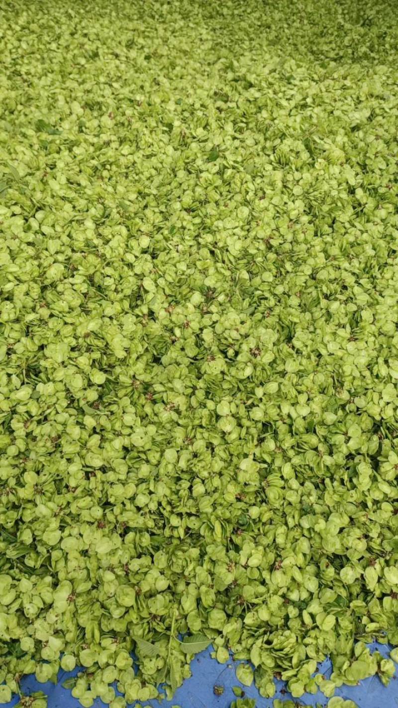 山野菜特菜榆钱现摘现发质量好价格低量大从优欢迎来电