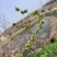山野菜特菜榆钱现摘现发质量好价格低量大从优欢迎来电