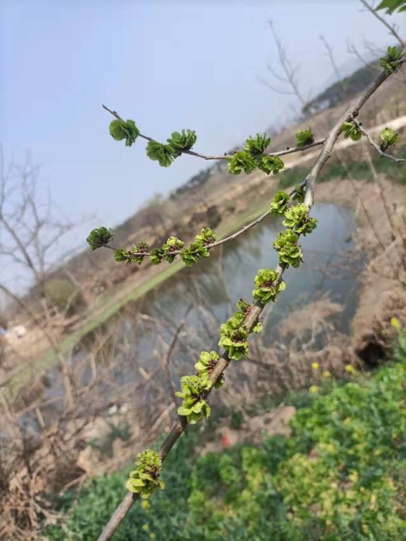 山野菜特菜榆钱现摘现发质量好价格低量大从优欢迎来电