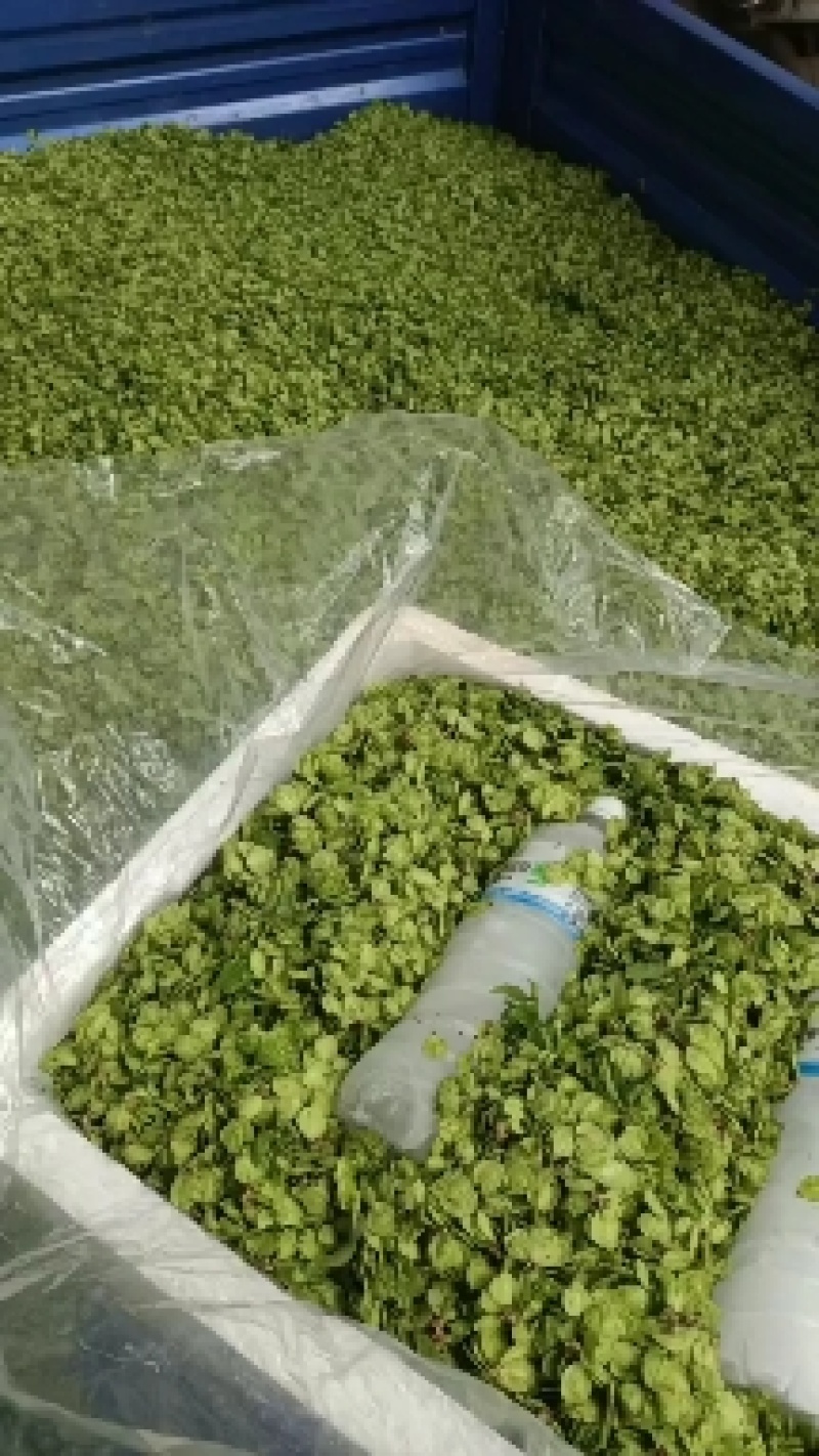 山野菜特菜榆钱现摘现发质量好价格低量大从优欢迎来电