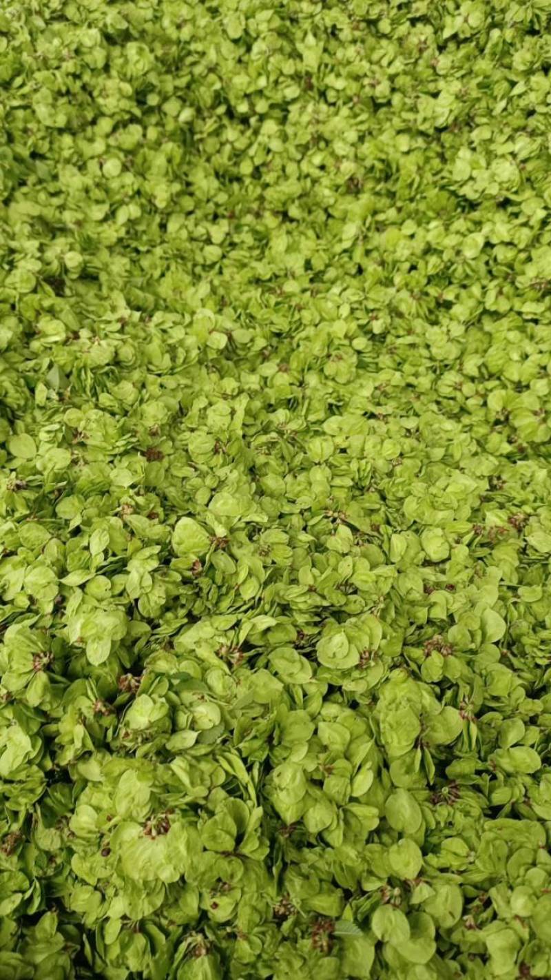 山野菜特菜榆钱现摘现发质量好价格低量大从优欢迎来电