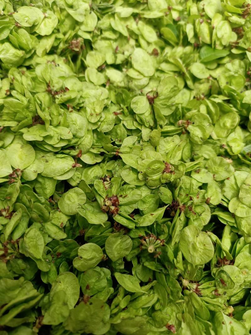 山野菜特菜榆钱现摘现发质量好价格低量大从优欢迎来电