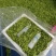 山野菜特菜榆钱现摘现发质量好价格低量大从优欢迎来电