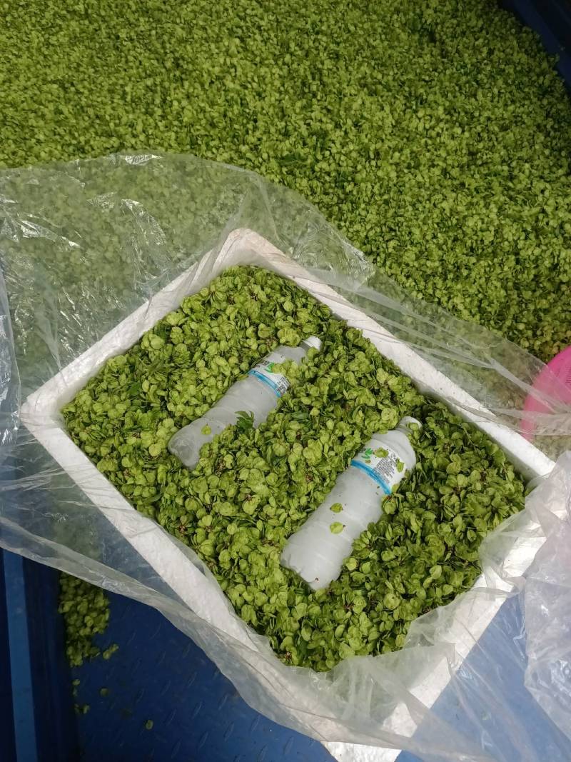 山野菜特菜榆钱现摘现发质量好价格低量大从优欢迎来电