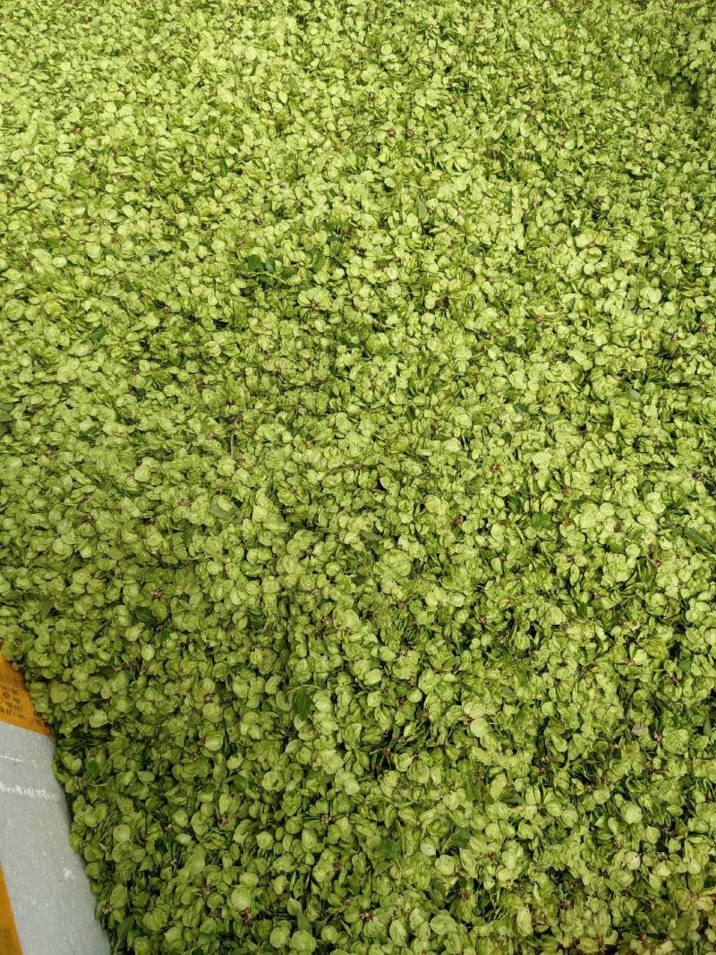 山野菜特菜榆钱现摘现发质量好价格低量大从优欢迎来电
