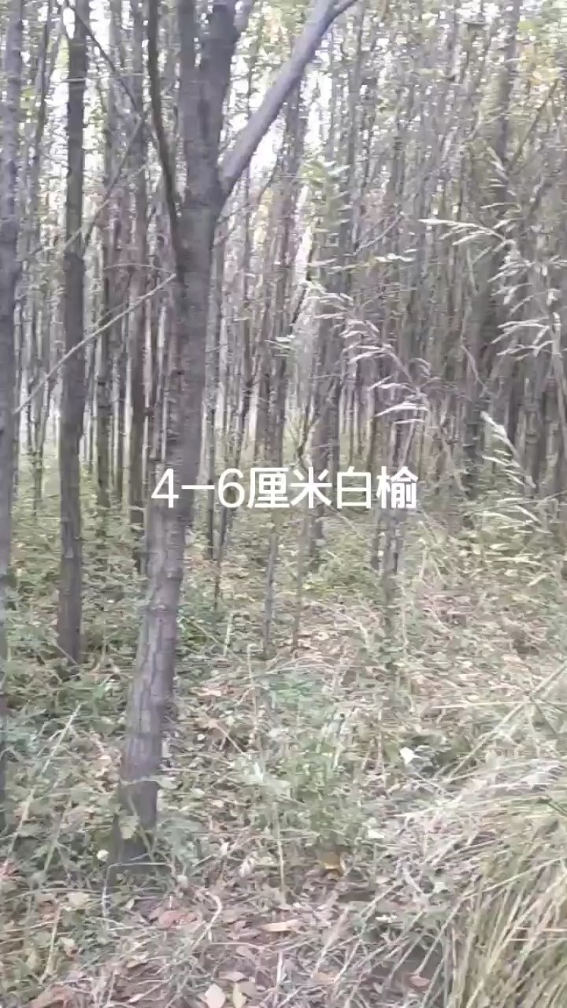白榆，榆树，3-5公分榆树，供应西藏绿化