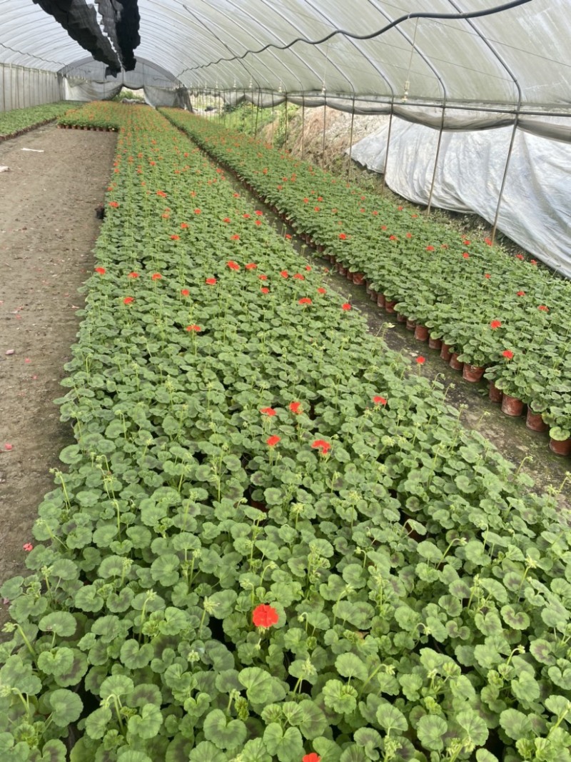 天竺葵双色杯货好量大价优成都货源欢迎购买