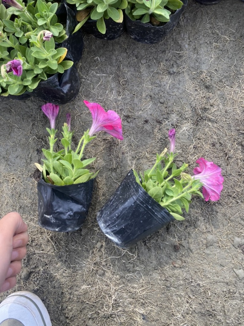 矮牵牛双色杯小杯量大成都郫县基地货源欢迎购买