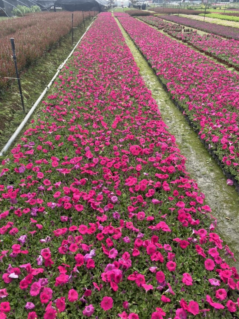 矮牵牛双色杯小杯量大成都郫县基地货源欢迎购买