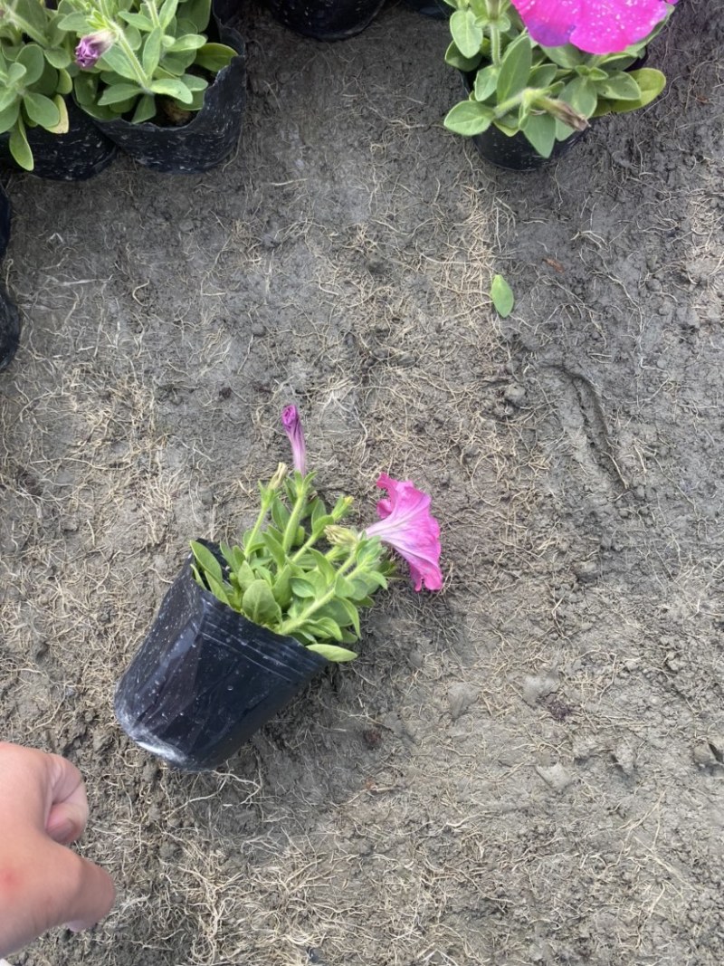 矮牵牛双色杯小杯量大成都郫县基地货源欢迎购买