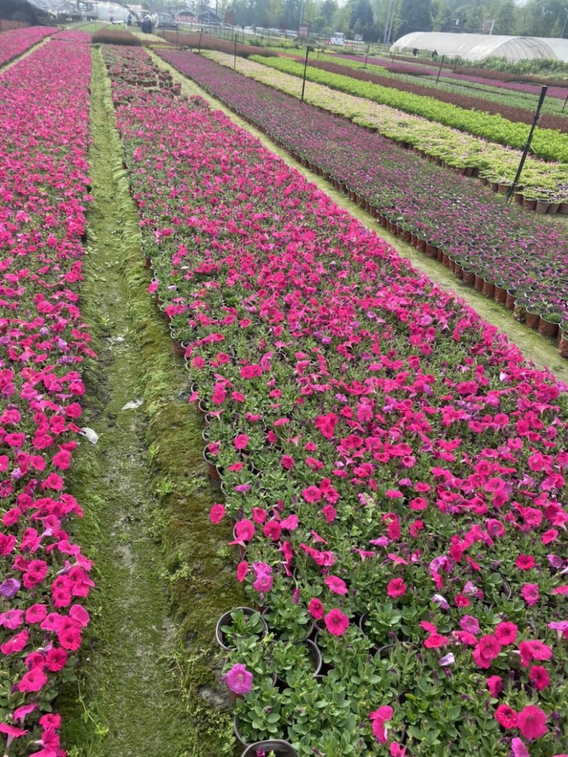 矮牵牛双色杯小杯量大成都郫县基地货源欢迎购买
