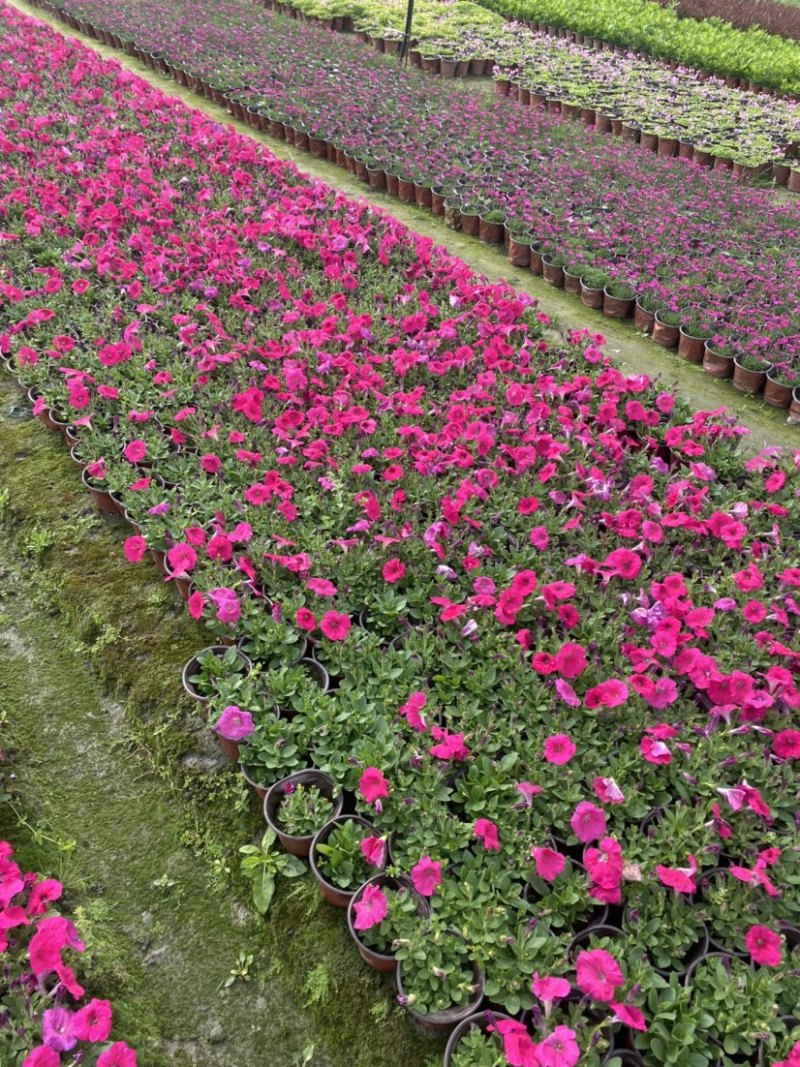 矮牵牛双色杯小杯量大成都郫县基地货源欢迎购买