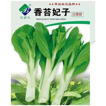 香苔妃子白菜苔种子，早熟耐寒，生长快味道好