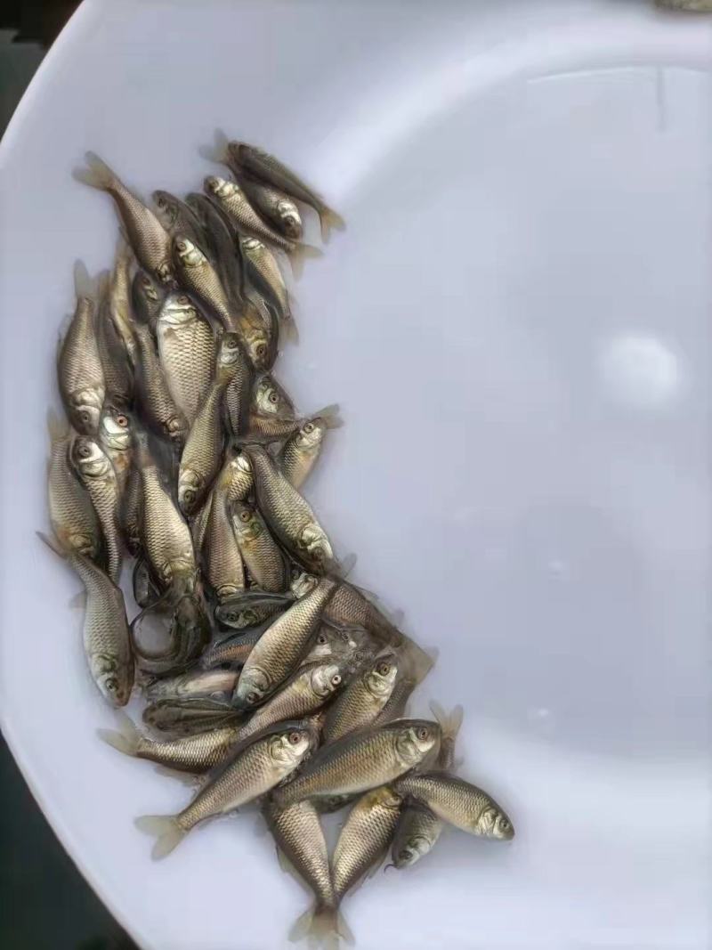 鲫鱼苗中科三号，中科五号淡水鱼苗，场地直供，支持全国发货