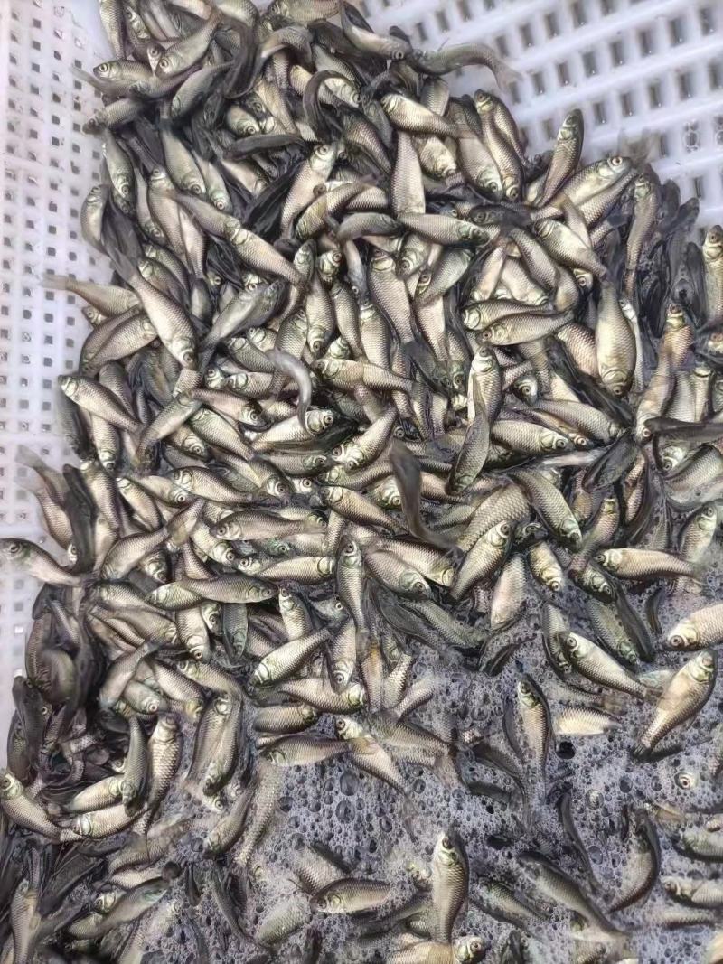鲫鱼苗中科三号，中科五号淡水鱼苗，场地直供，支持全国发货
