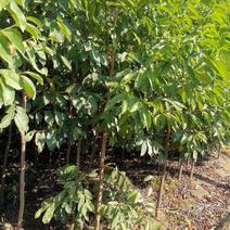 江西优质2-3公分含笑树苗常年供应造林绿化品质
