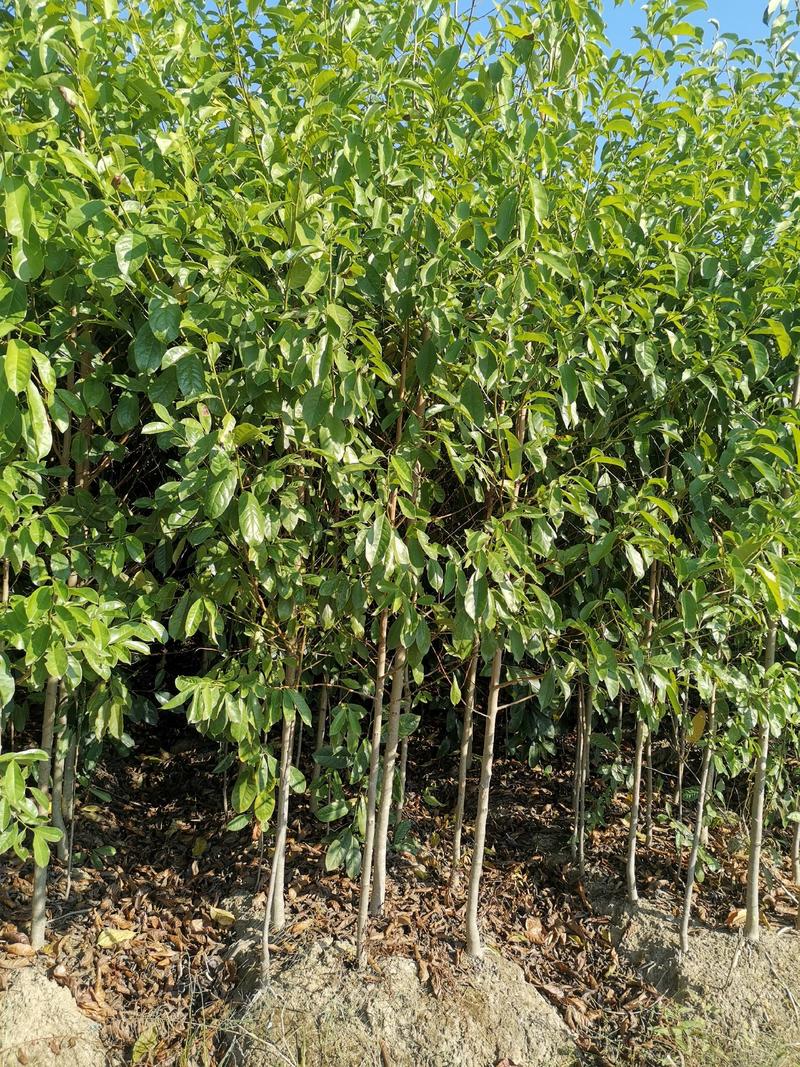 江西优质2-3公分含笑树苗常年供应造林绿化品质保障