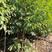 江西优质2-3公分含笑树苗常年供应造林绿化品质保障