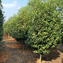 精品茶花树8公分茶花产地价格质量保证信誉第一