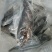 二去珍珠龙胆斑海南石斑鱼基地直供南海石斑鱼批发商家