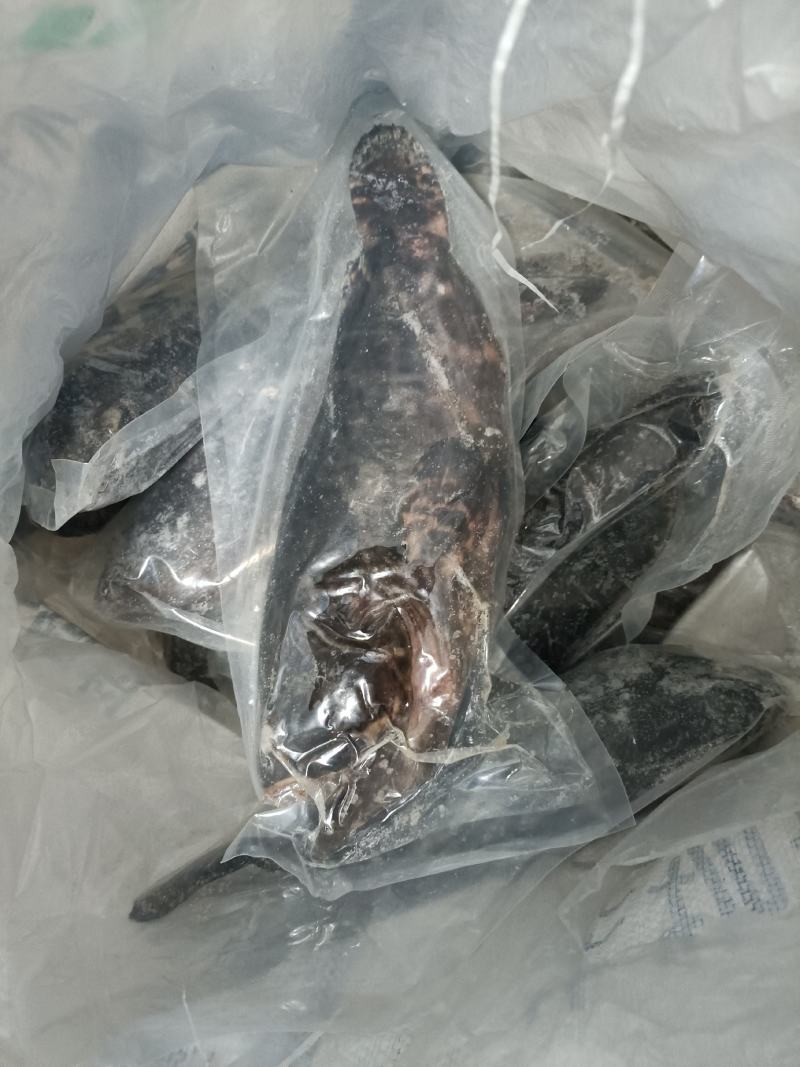 二去珍珠龙胆斑海南石斑鱼基地直供南海石斑鱼批发商家